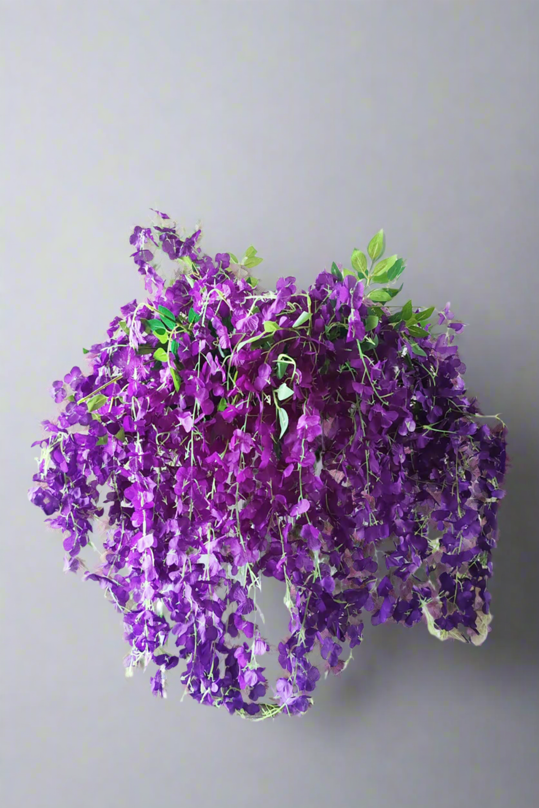 Purple Wisteria Hanging Flowers