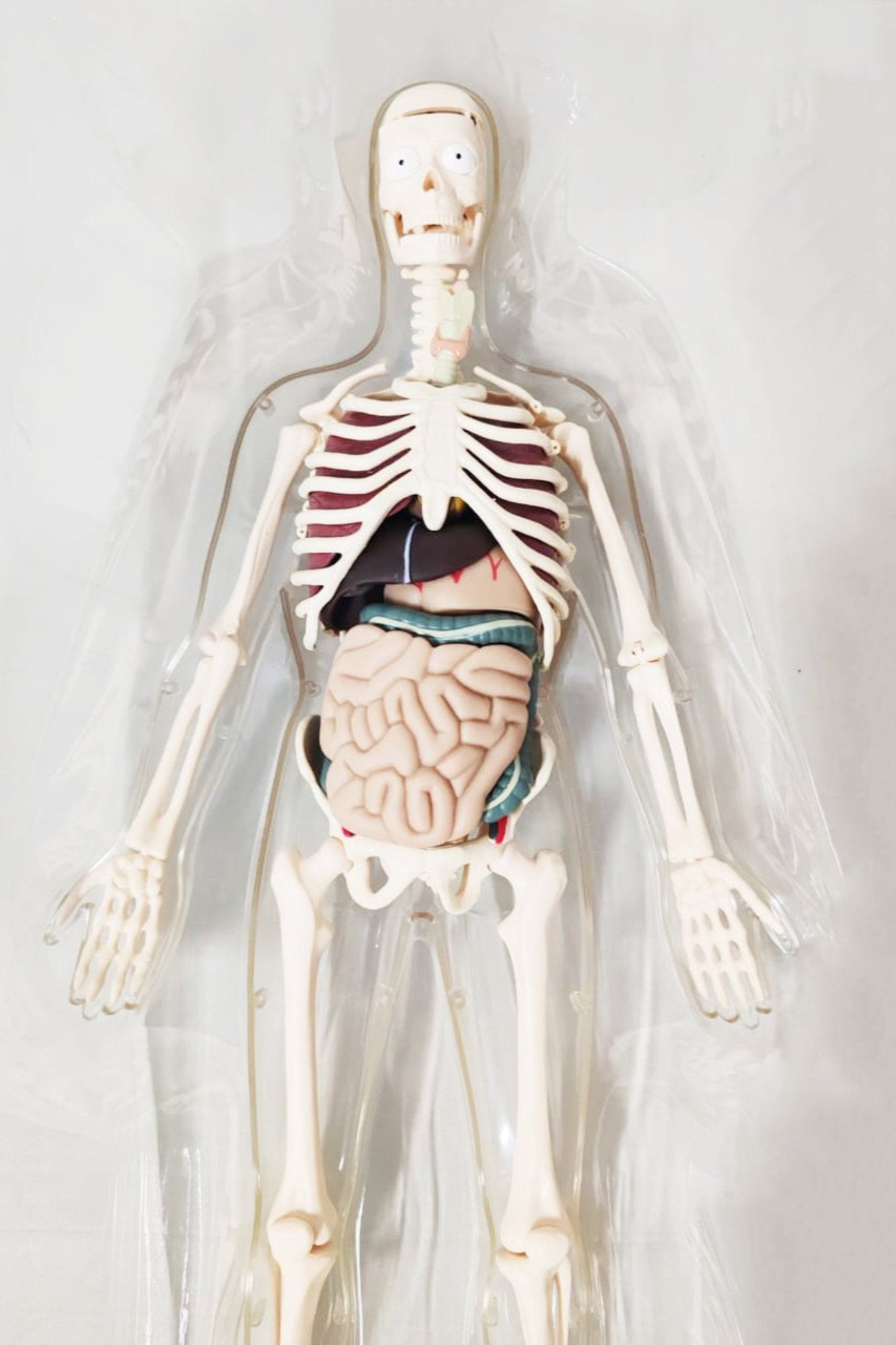 Human Body Model Figure