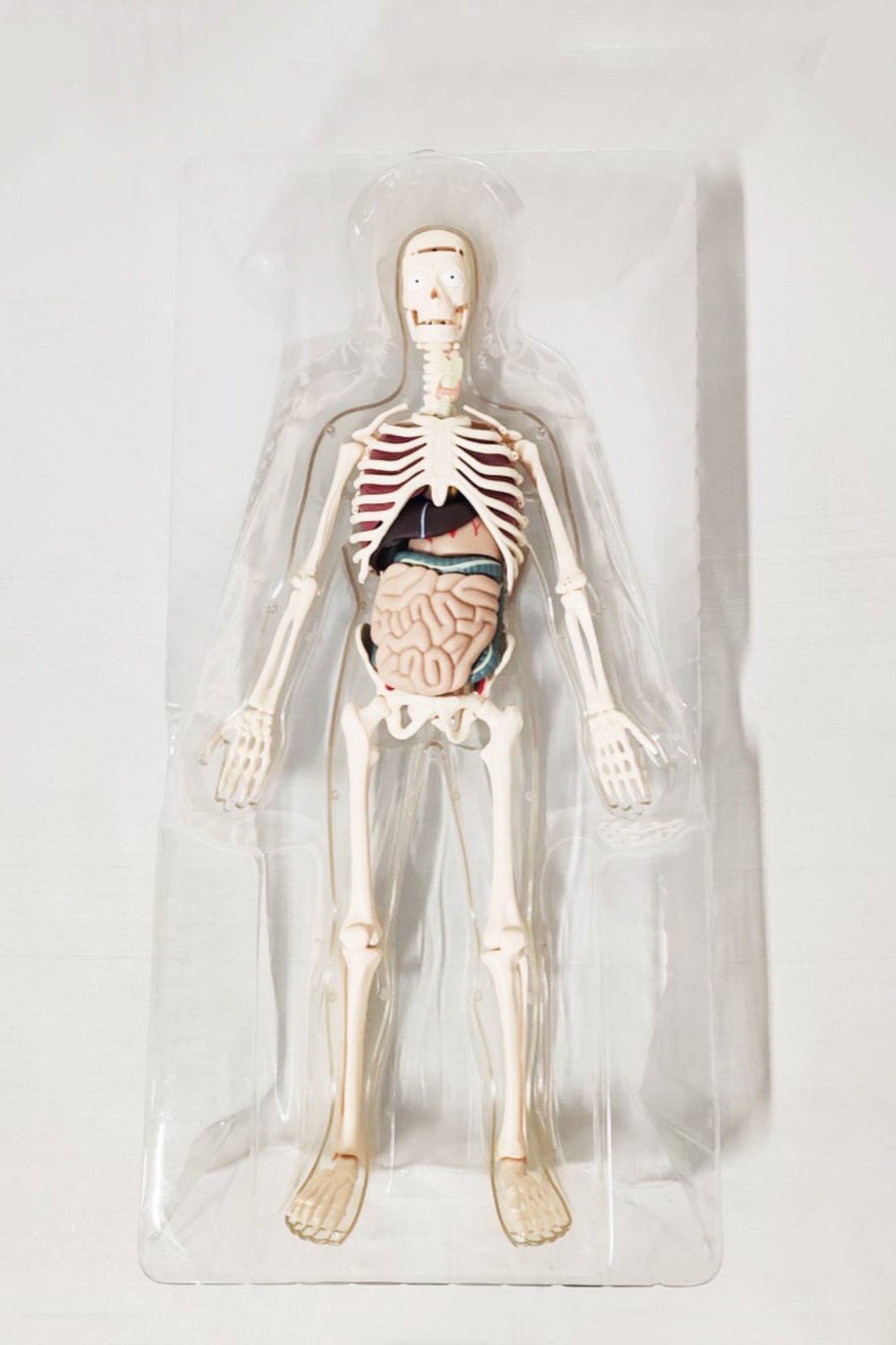 Human Body Model Figure