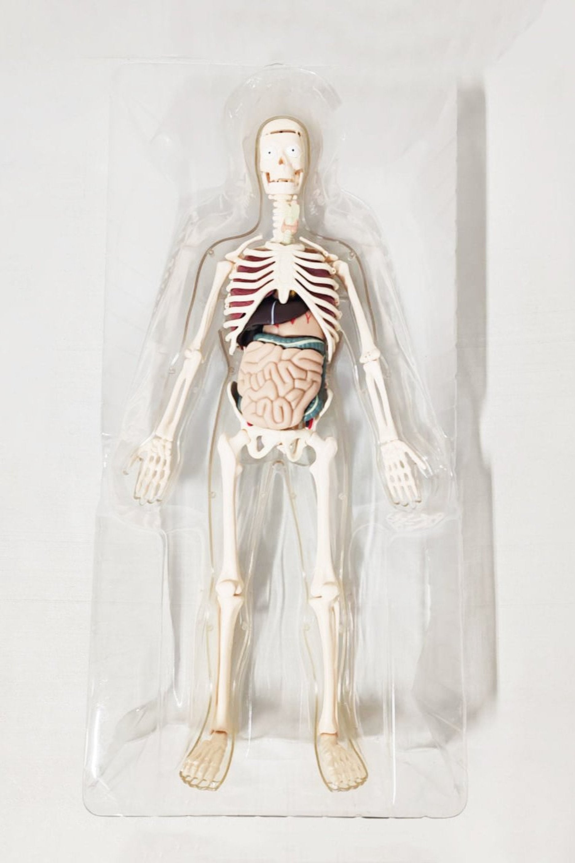 Human Body Model Figure