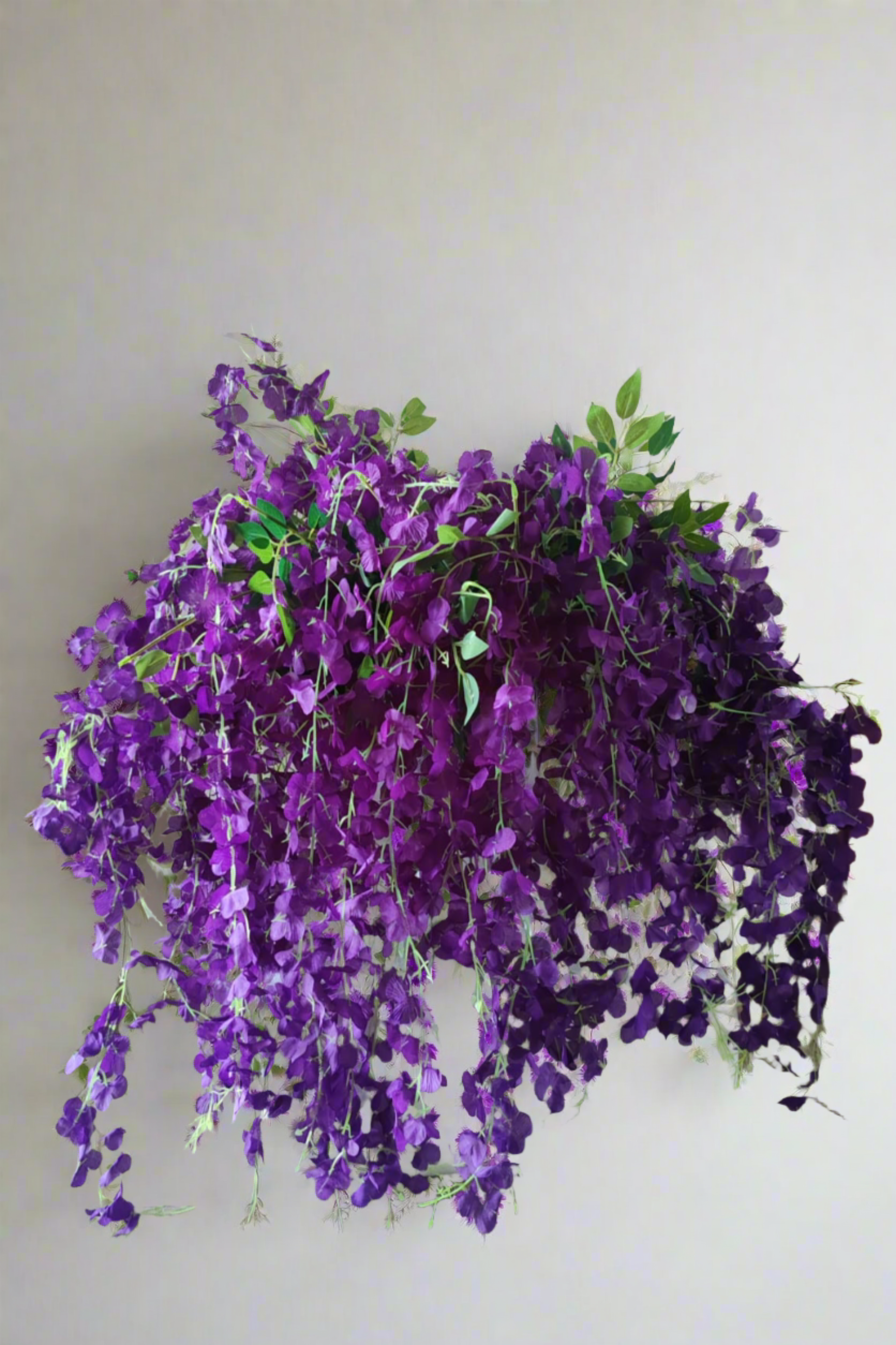 Purple Wisteria Hanging Flowers